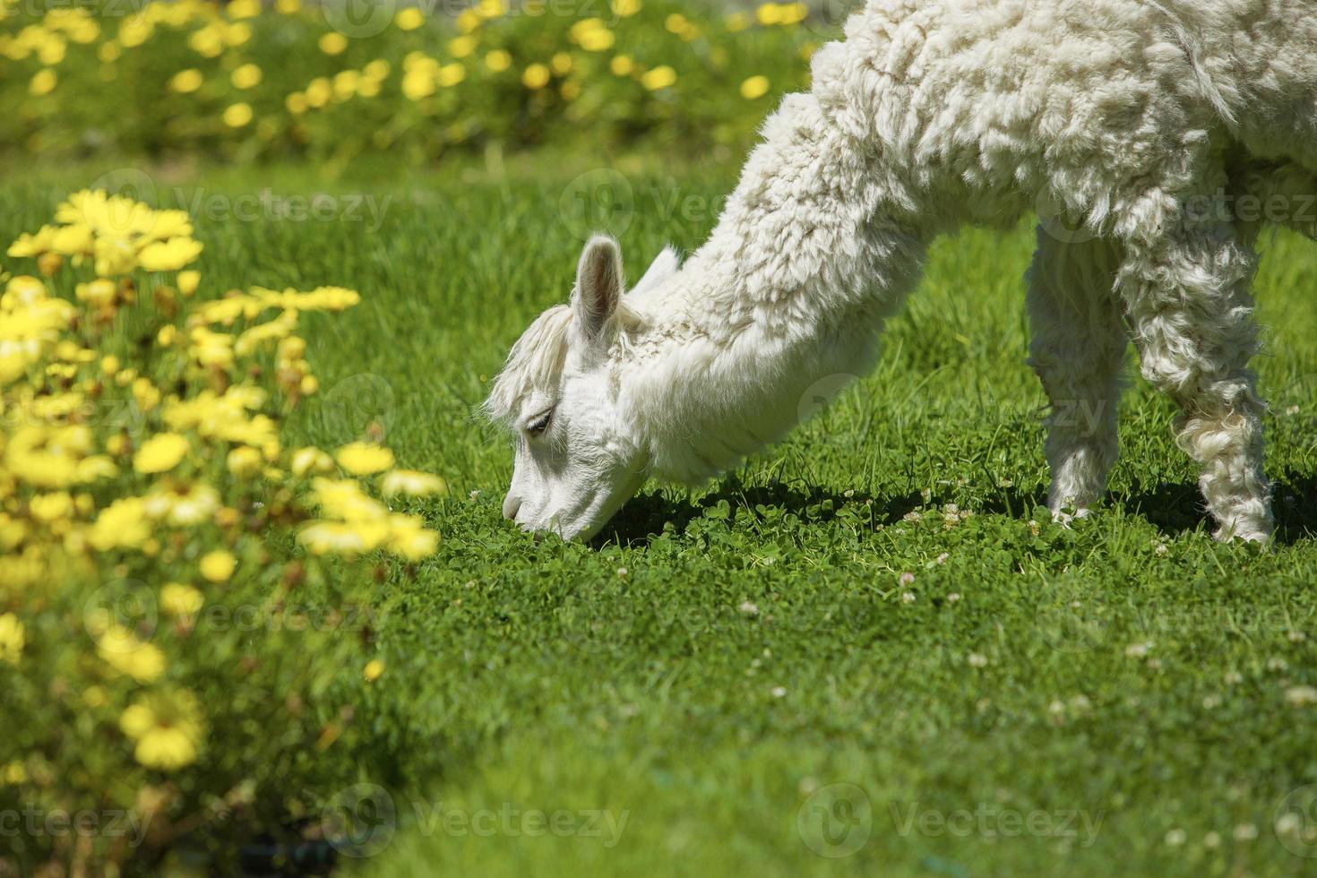 Baby lama feeding on grass surrounded with yellow flowers photo