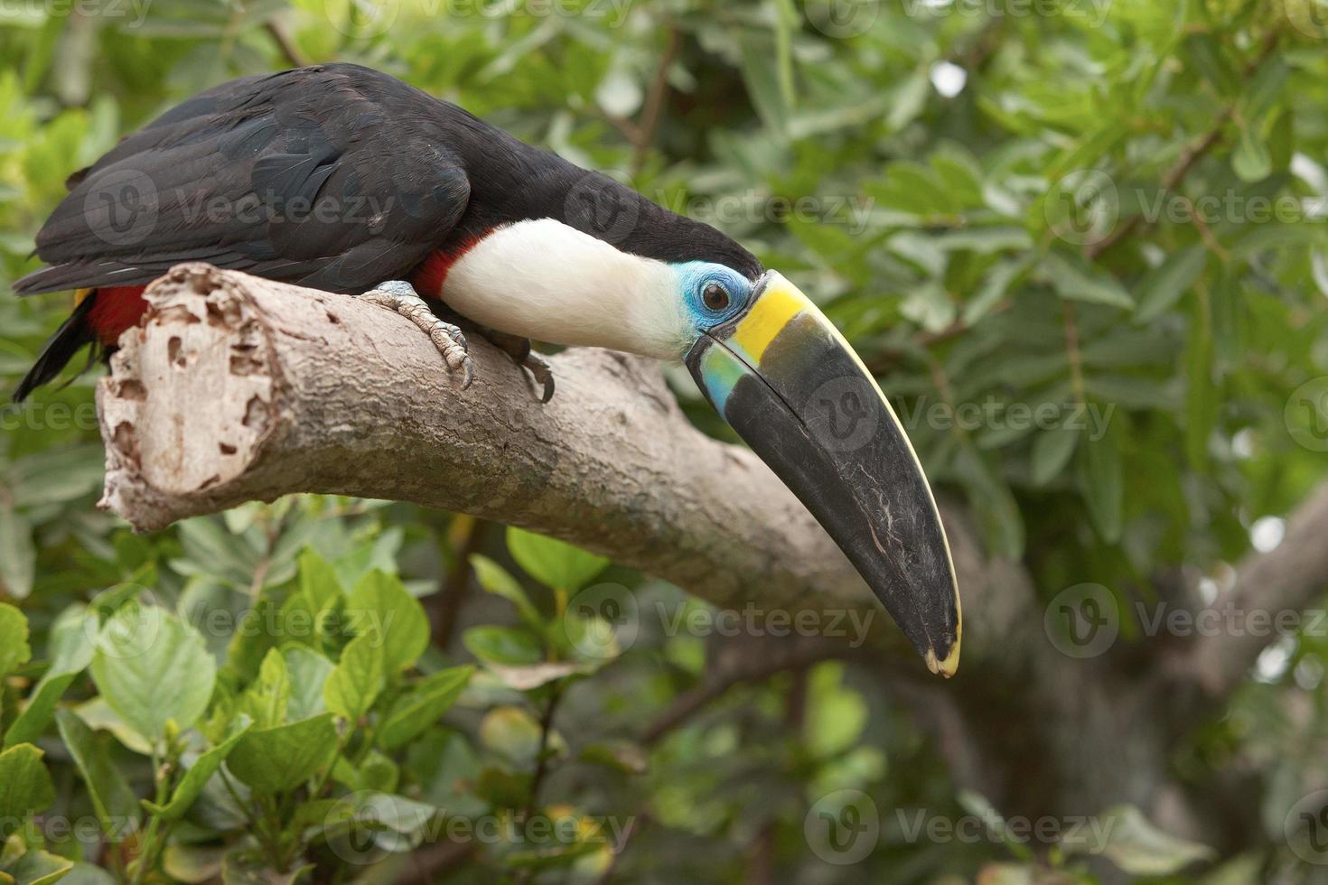 Toucan Ramphastos Toco sitting on tree branch in tropical forest or jungle photo