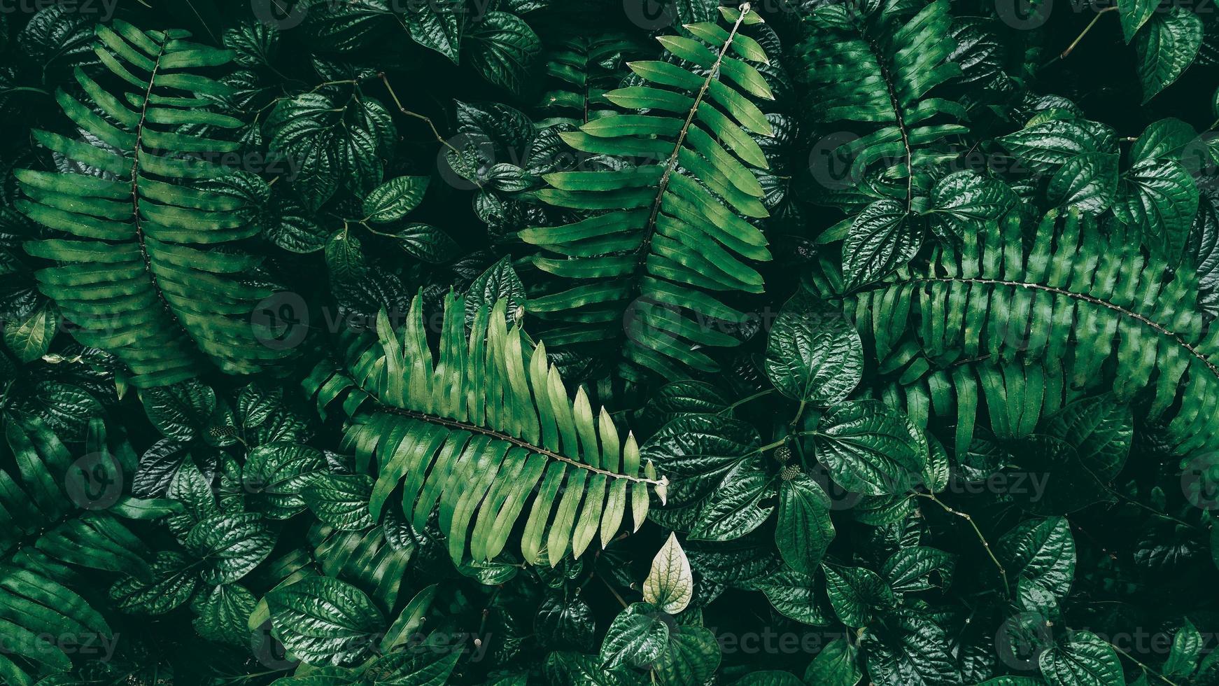 Tropical green leaf in dark tone photo