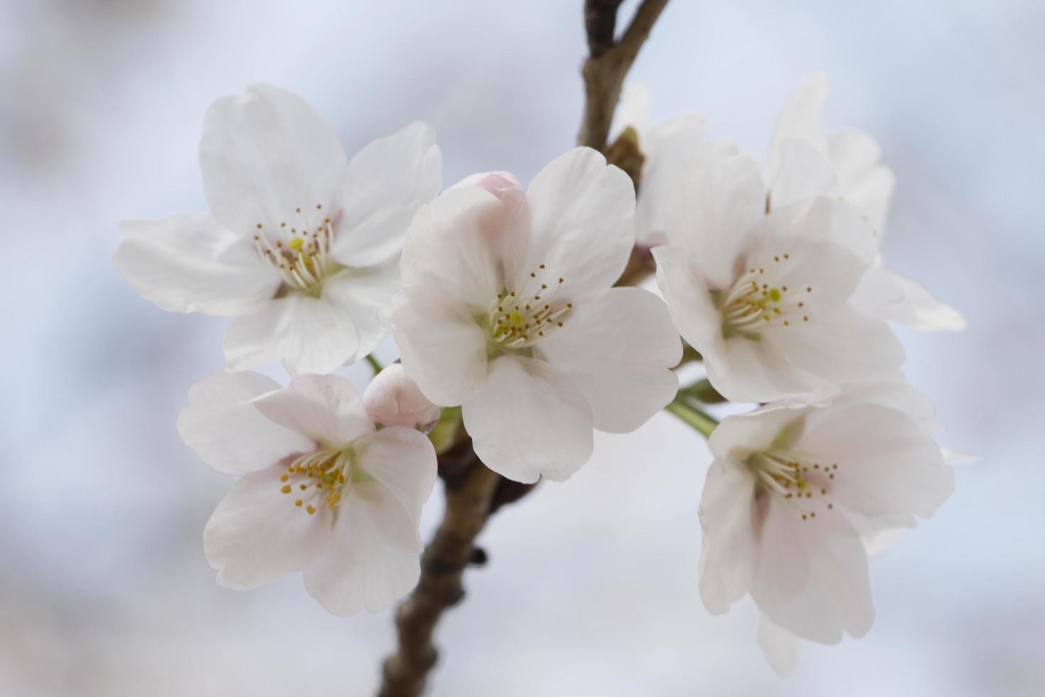 beautiful sakura cherry blossom flowers photo