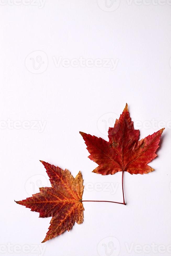 hojas de arce rojo sobre fondo blanco foto