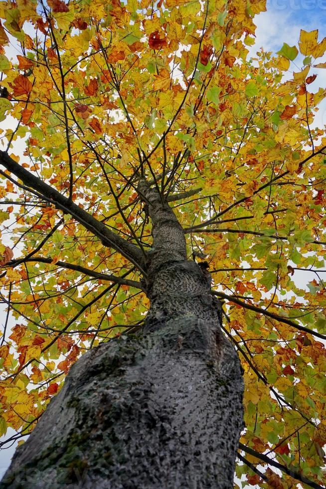 árboles con hojas amarillas en la temporada de otoño foto