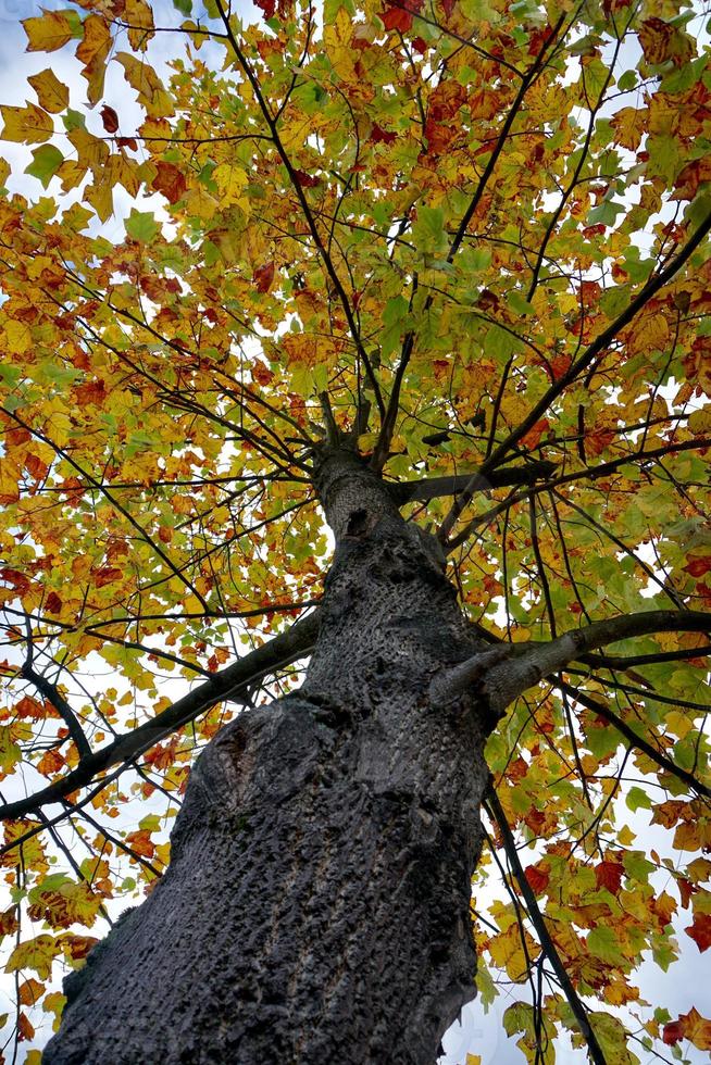 árboles con hojas amarillas en la temporada de otoño foto