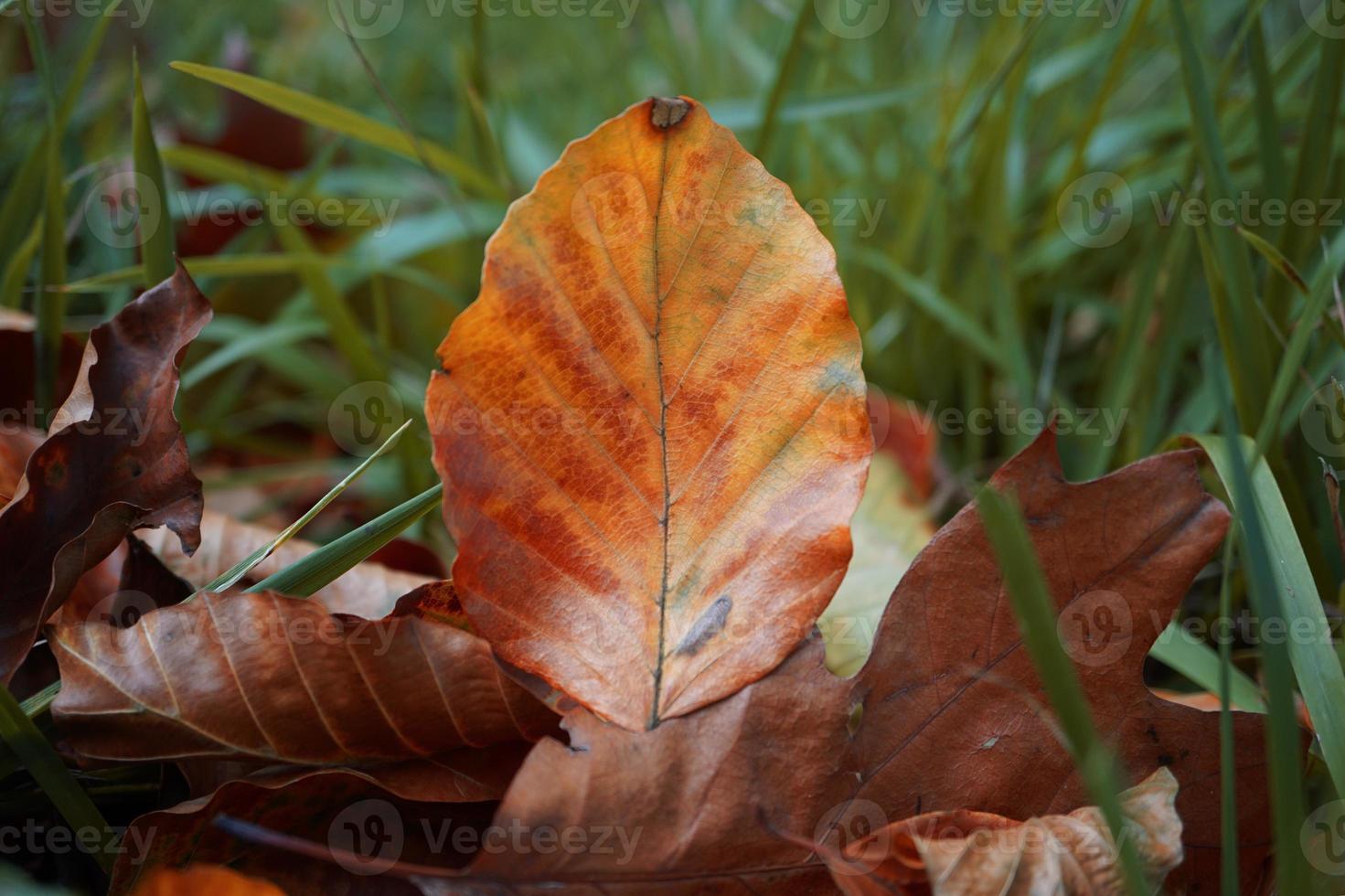 hojas secas marrones en la temporada de otoño foto