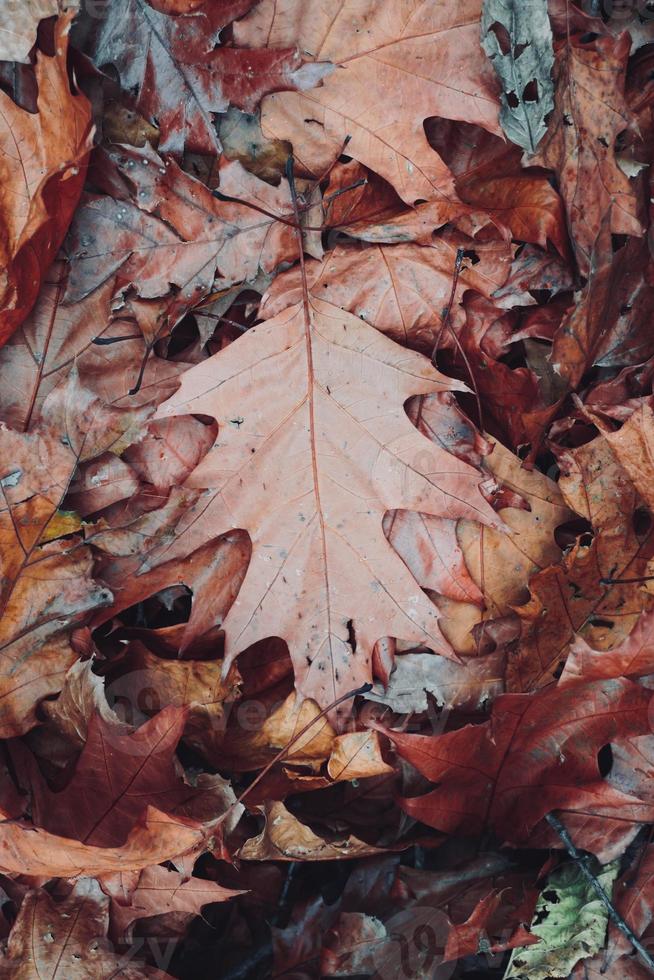 dry brown leaves background in autumn season photo