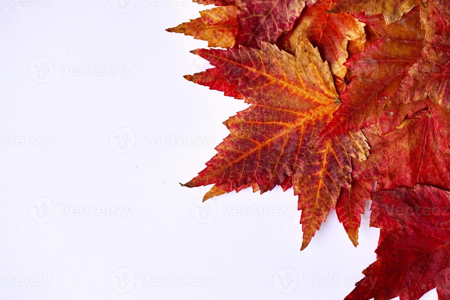 red maple leaves on the white background photo
