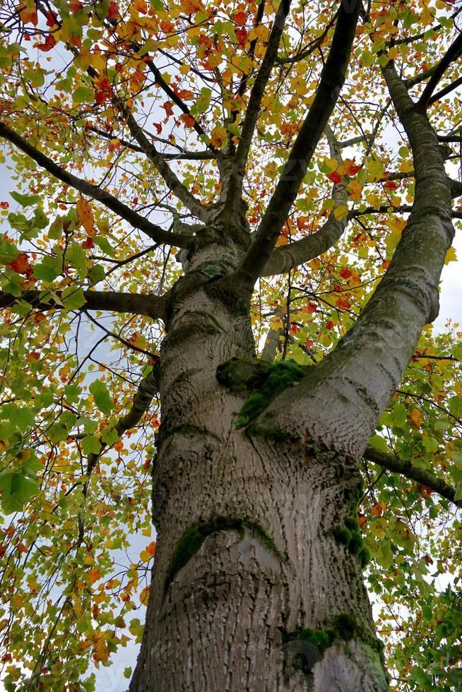 árboles con hojas amarillas en la temporada de otoño foto