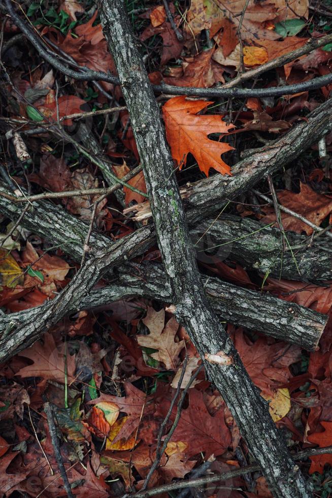 ramas de árboles y hojas en el suelo en la temporada de otoño foto