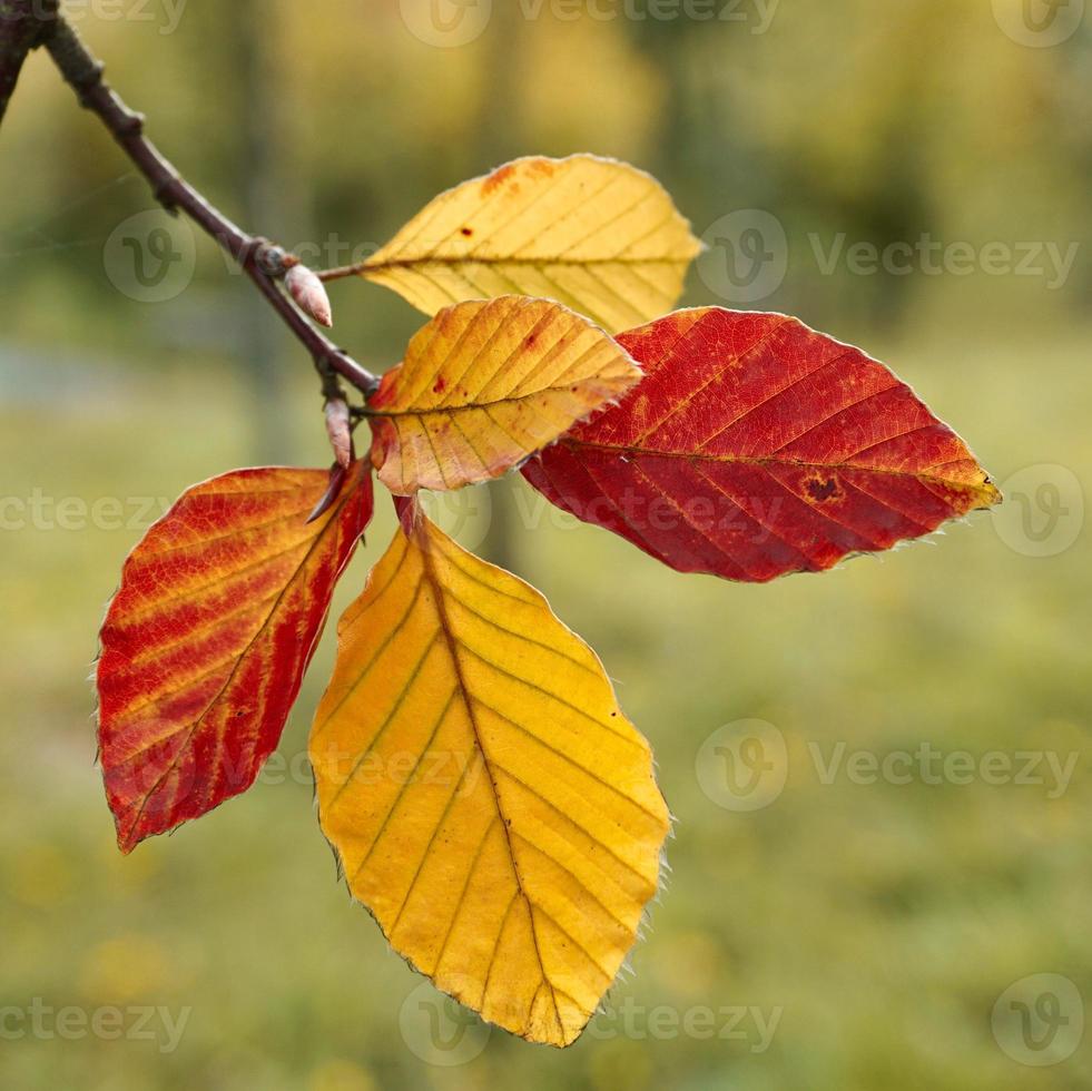 yellow leaf in autumn season photo