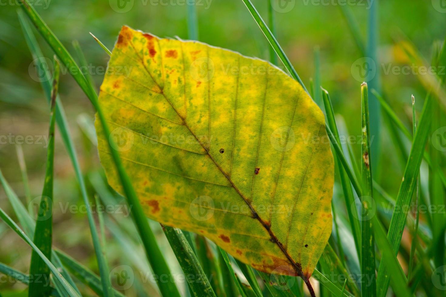 hoja amarilla en la temporada de otoño foto