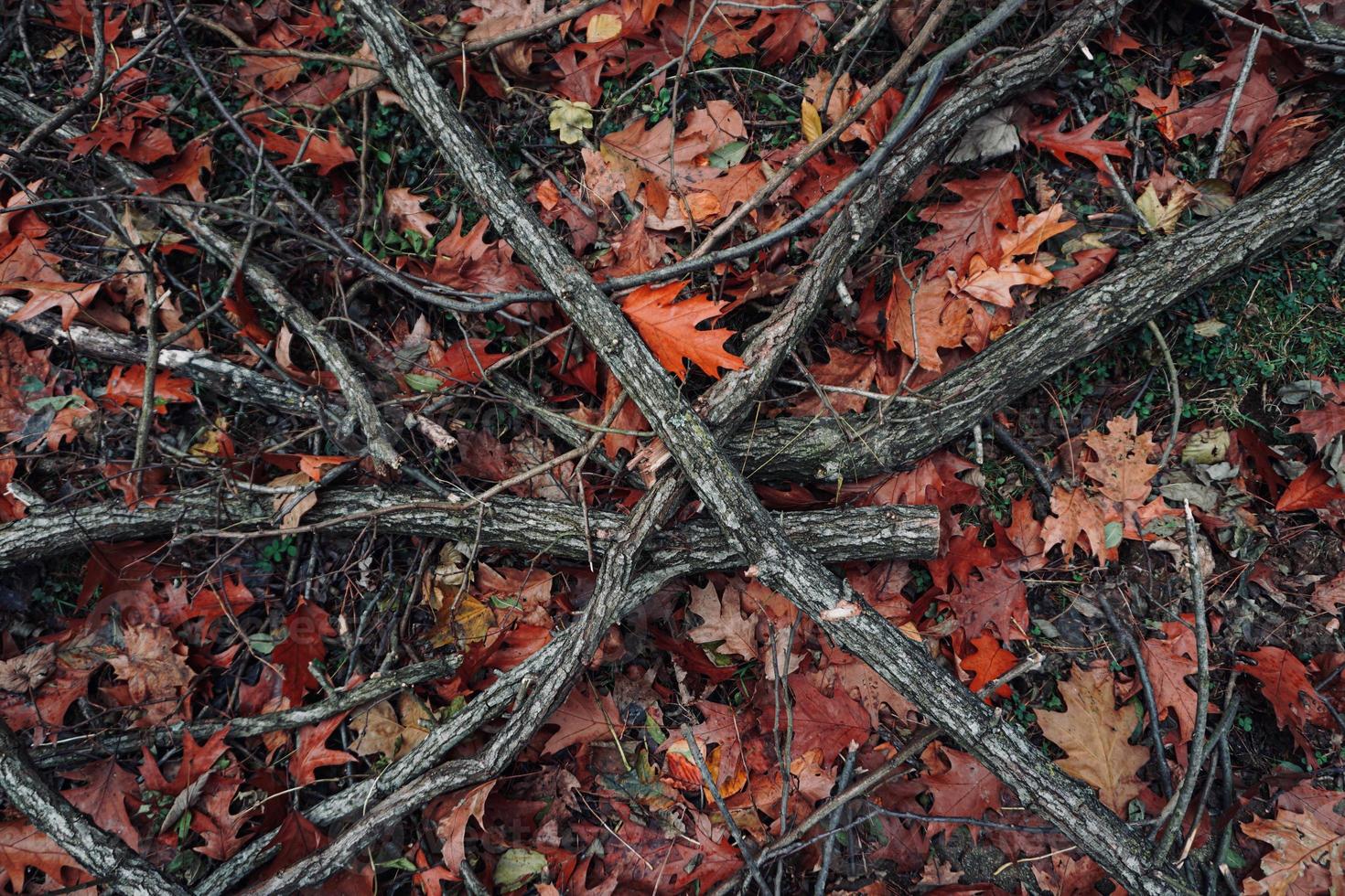 ramas de árboles y hojas en el suelo en la temporada de otoño foto