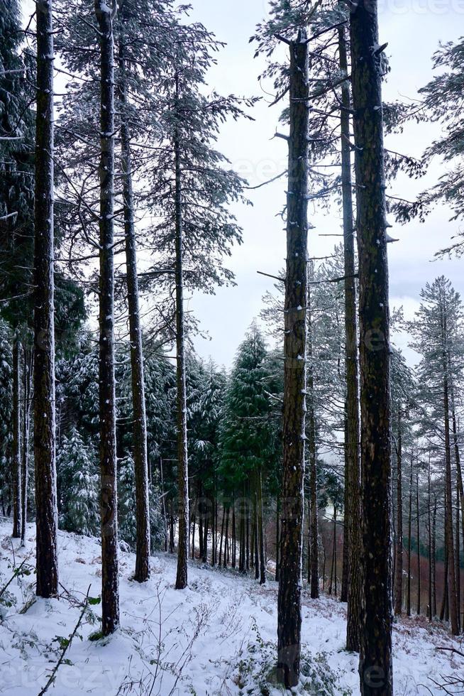 nieve en la montaña en temporada de invierno foto