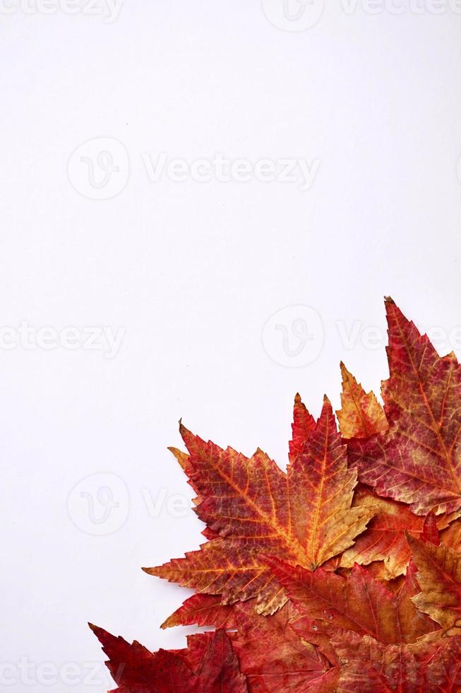 red maple leaves on the white background photo