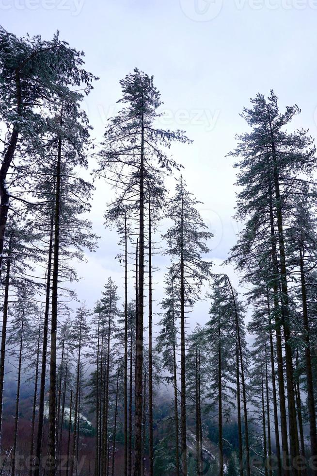 nieve en la montaña en temporada de invierno foto