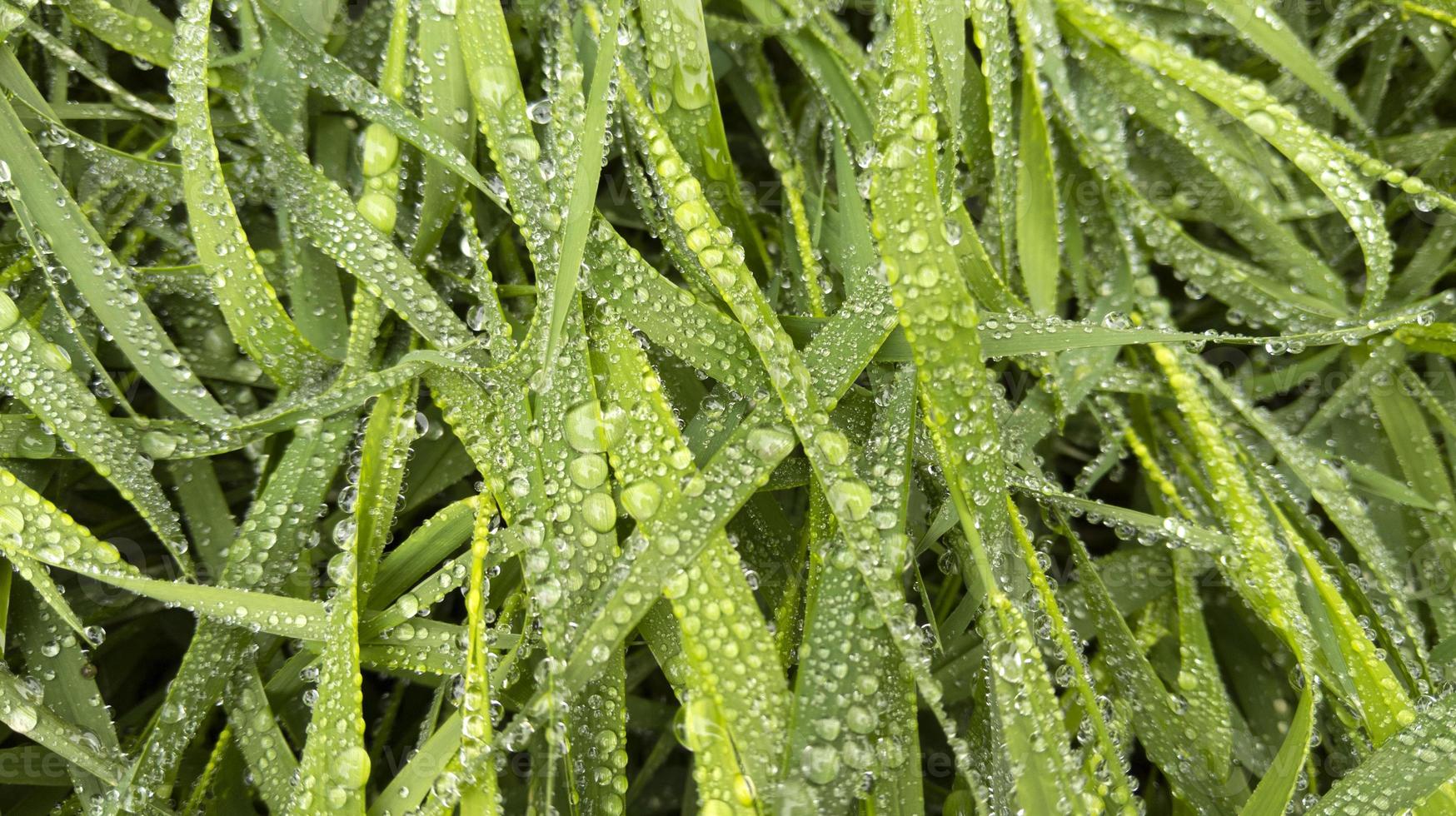 Hierba verde después de la lluvia con gotas de agua patrón natural foto de stock