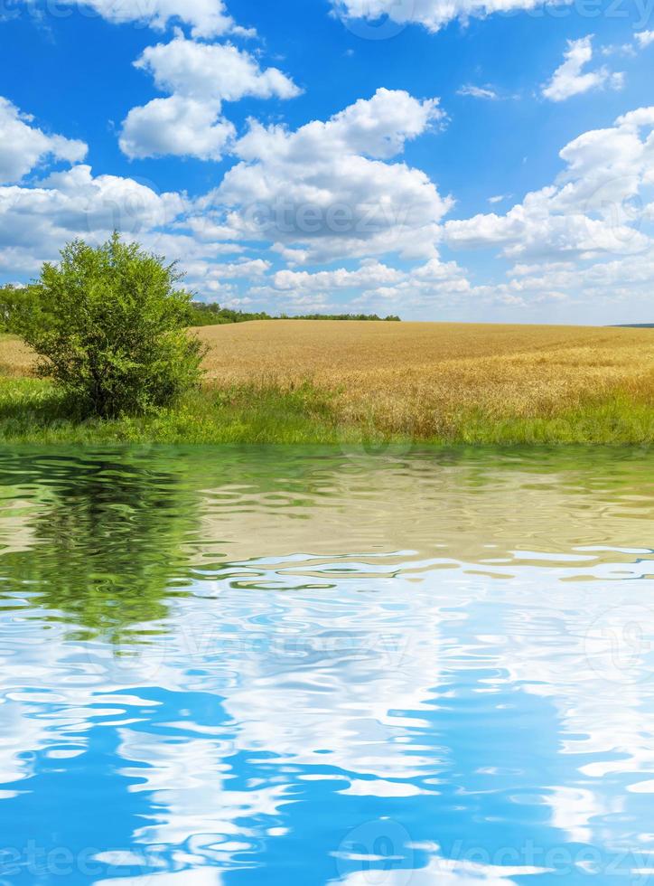 Golden wheat field with blue sky and clouds Agricultural landscape with water reflection Stock photo