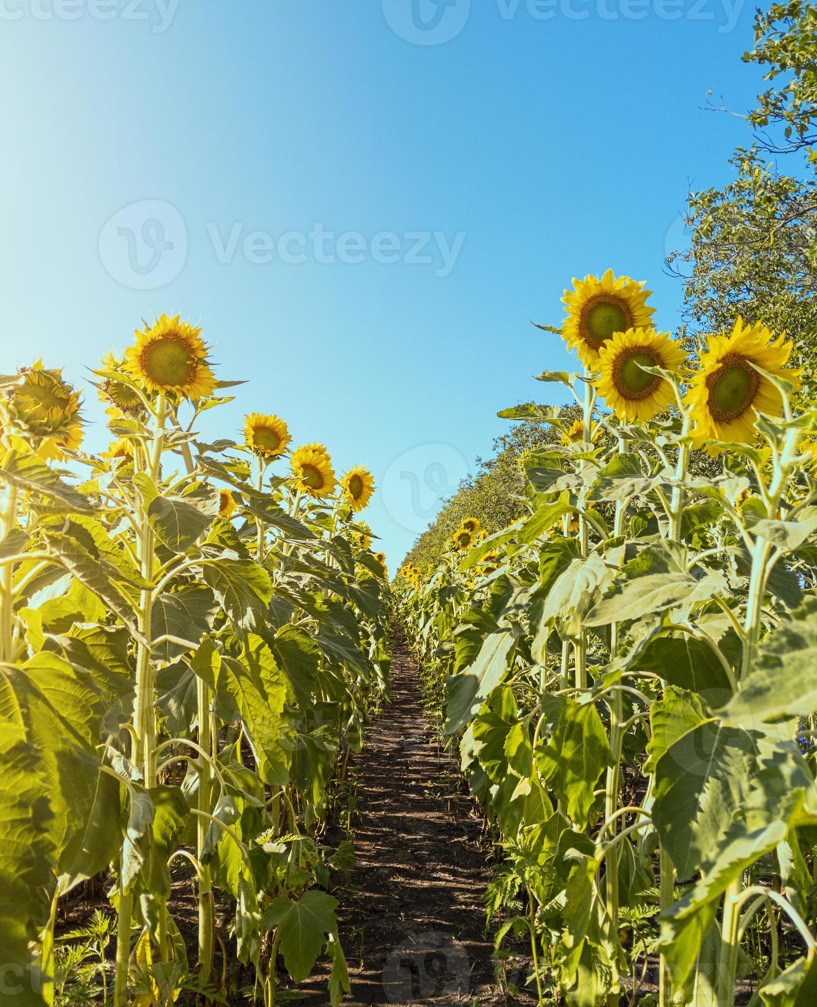 Rows of sunflowers Agricultural field Stock photo 2473367 Stock Photo