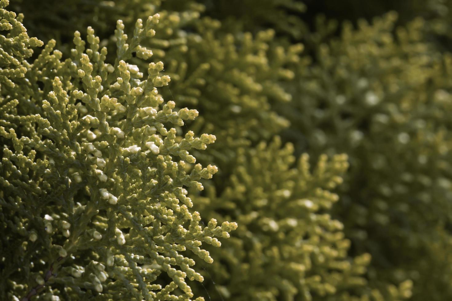 Cypress leaves tree photo