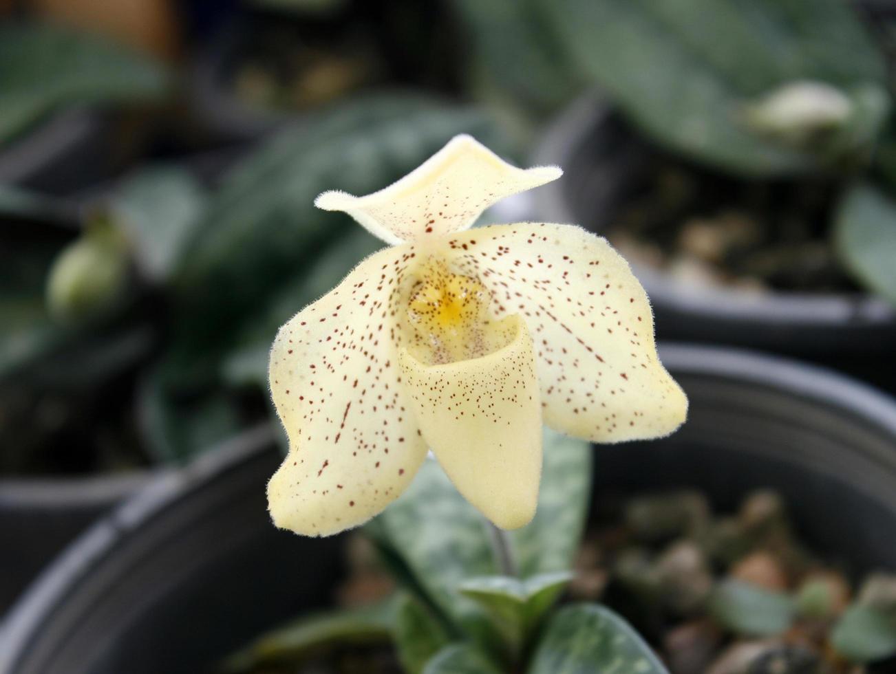 hermosa flor de orquídea foto