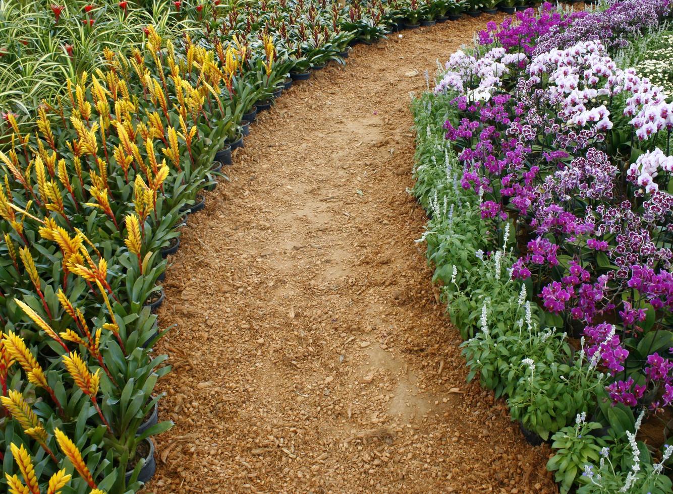 camino con flores de jardinería. foto