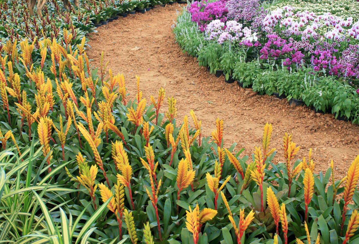 Pathway with gardening blooms photo