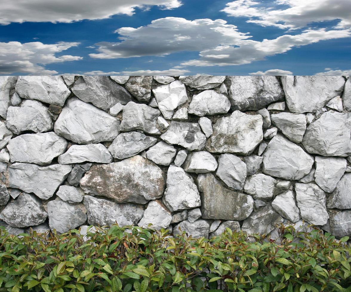 Old rock wall with green plant photo