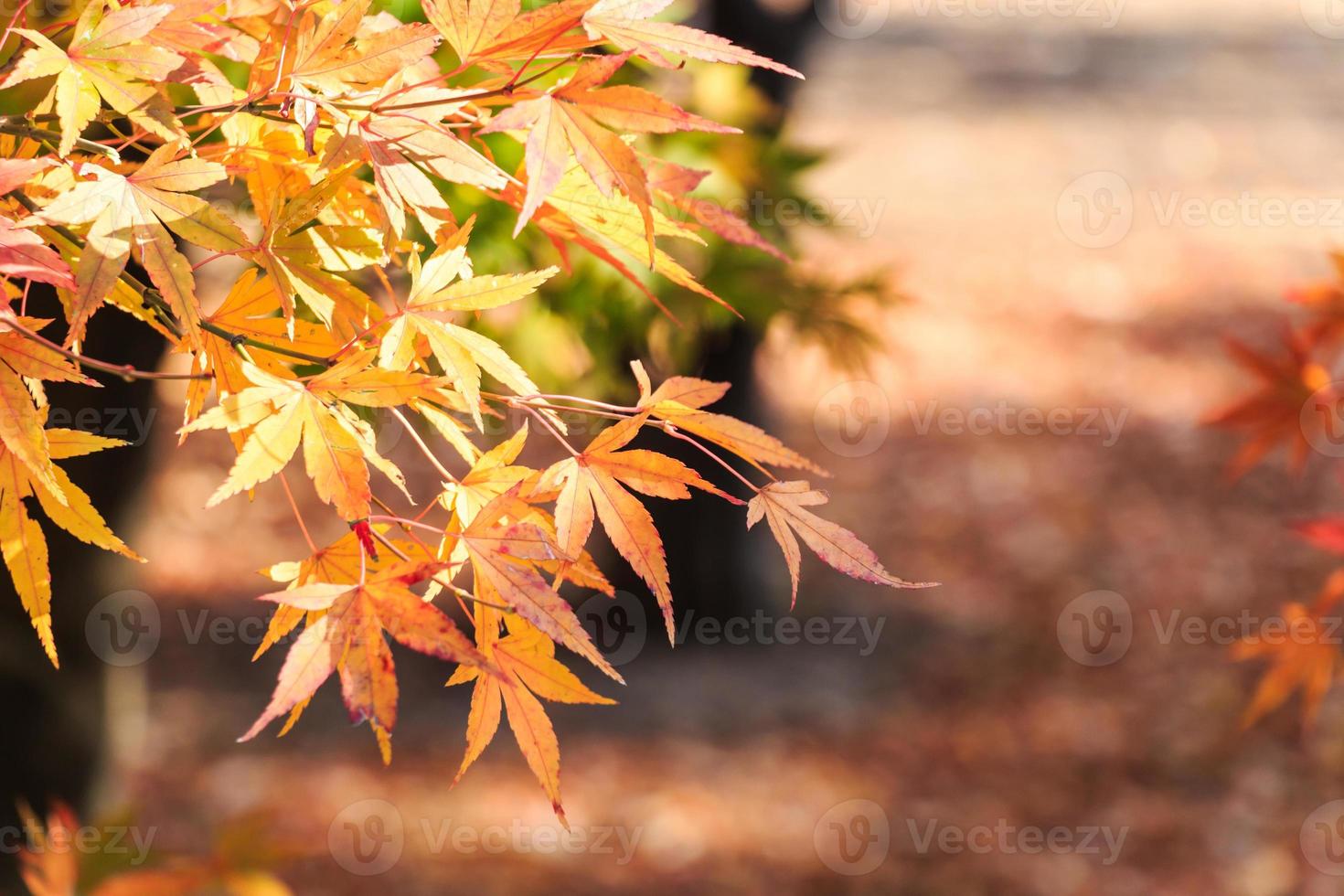 Arce y bokeh en otoño en el parque nacional de Seoraksan, Corea del Sur foto