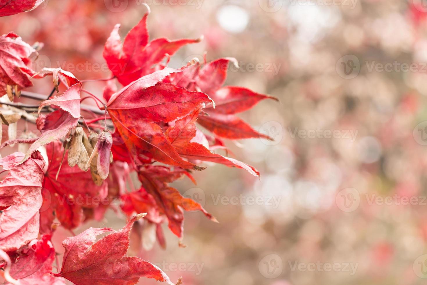 Dry maple and bokeh at right side in autumn at Seoraksan National Park  South Korea photo