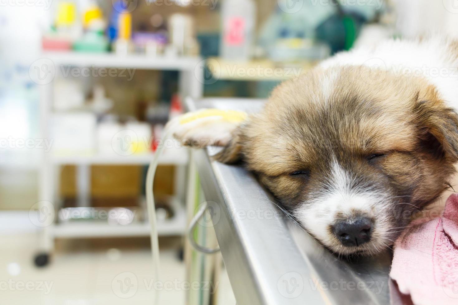 Enfermedad cachorro con goteo intravenoso en la mesa de operaciones en la clínica veterinaria foto