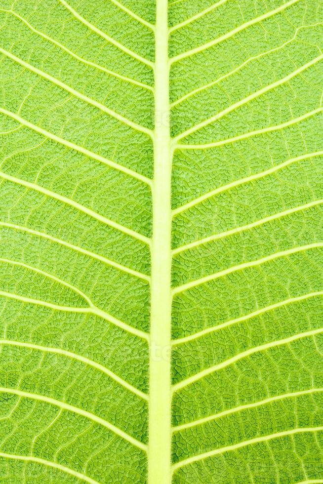 textura de hoja foto