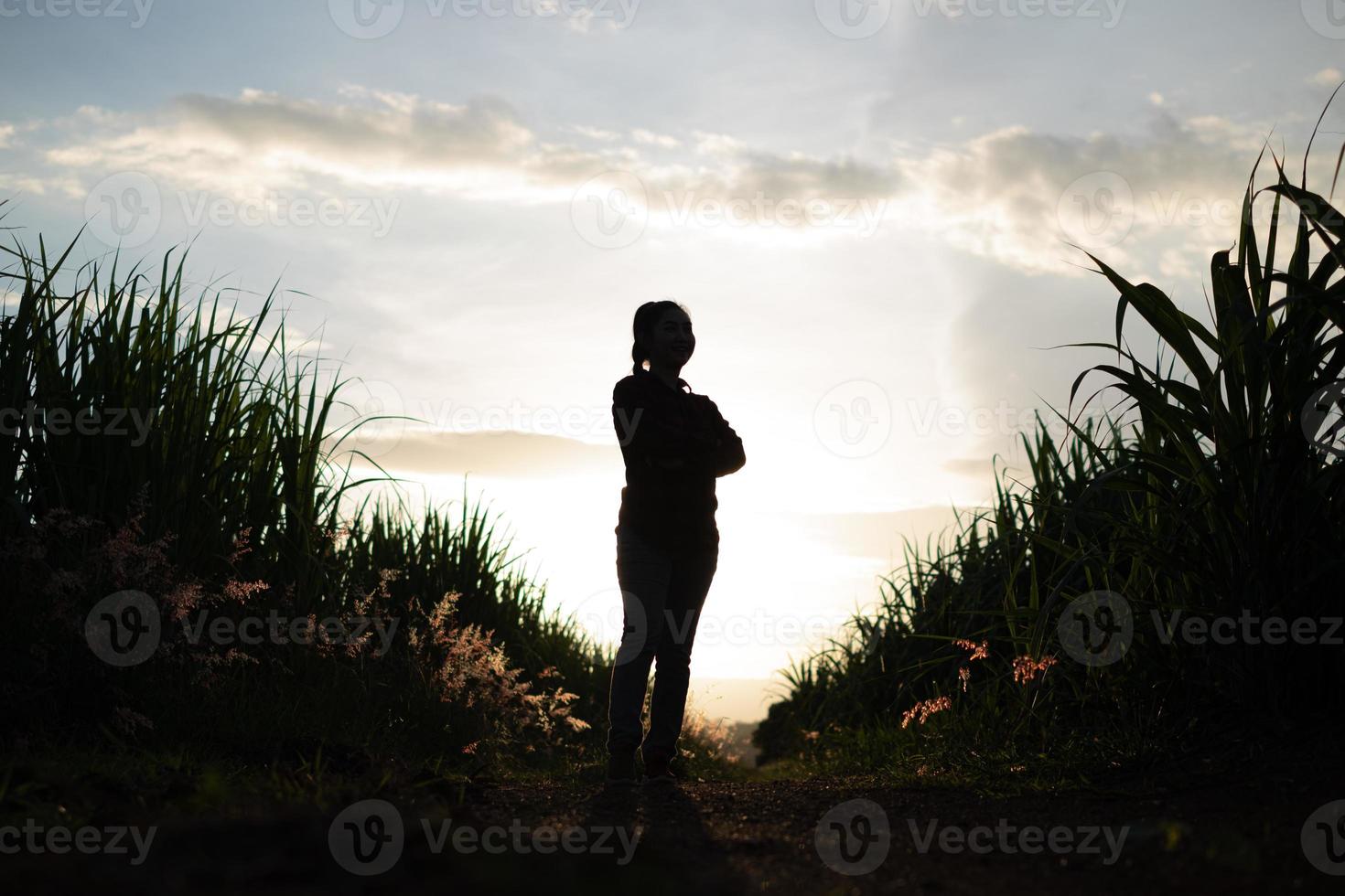 Granjero mujer silueta de pie en la plantación de caña de azúcar en el fondo atardecer por la noche foto
