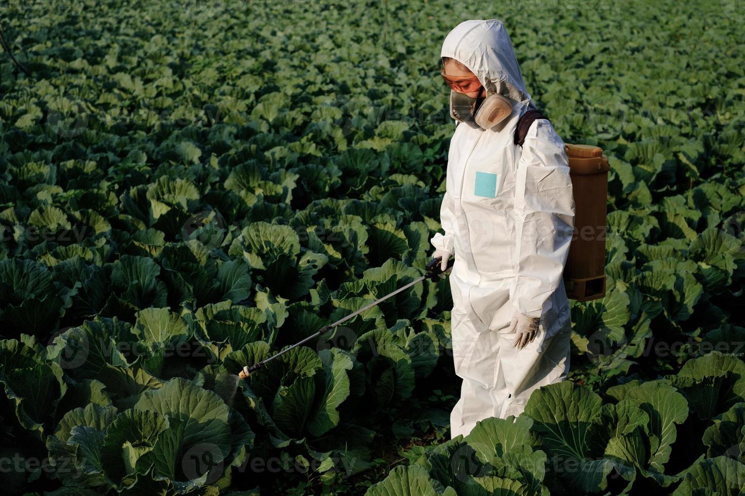 Jardinero en un traje de protección insecticida en aerosol y química en la planta vegetal de repollo foto