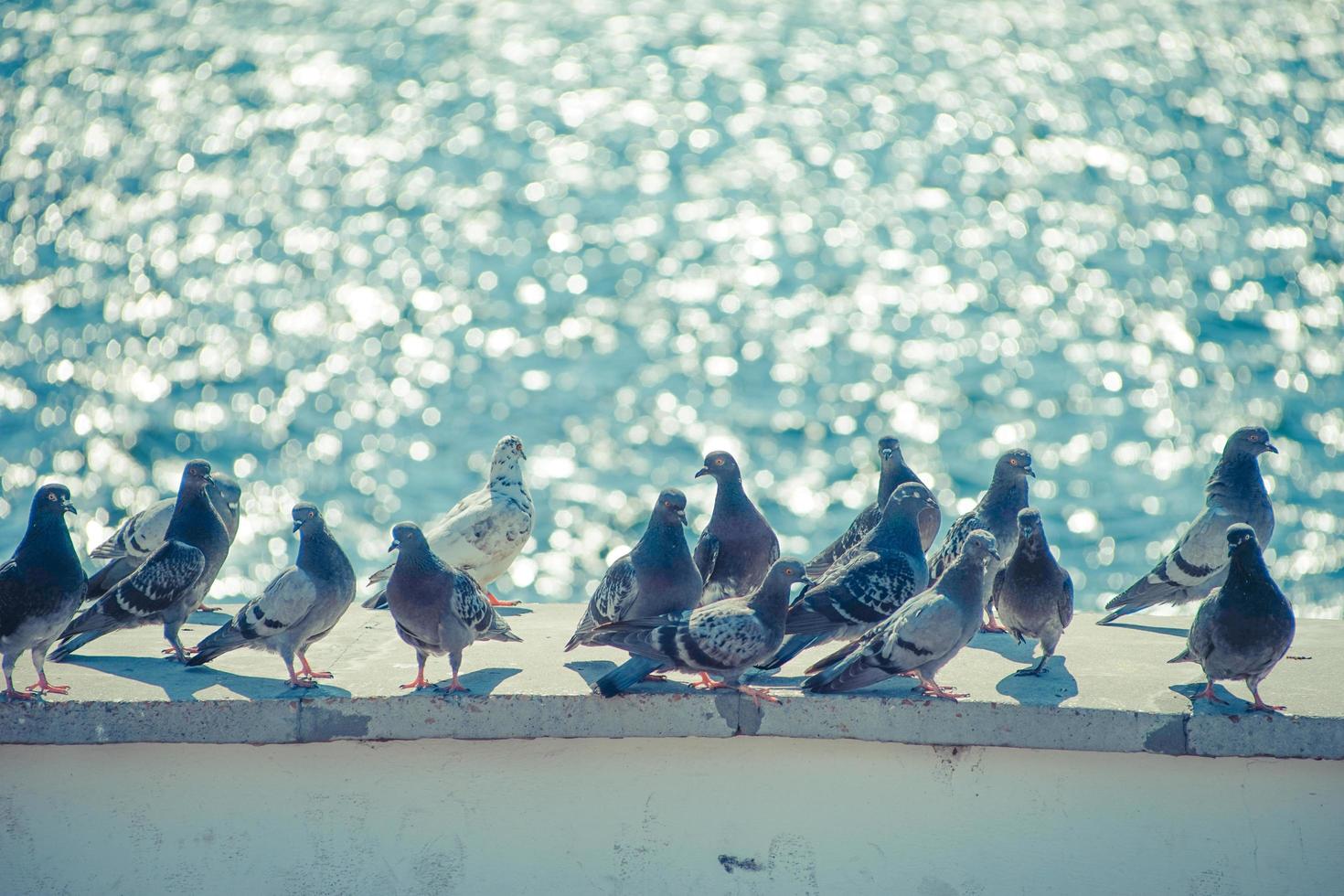 A flock of pigeons on the waterfront against the blue sea photo