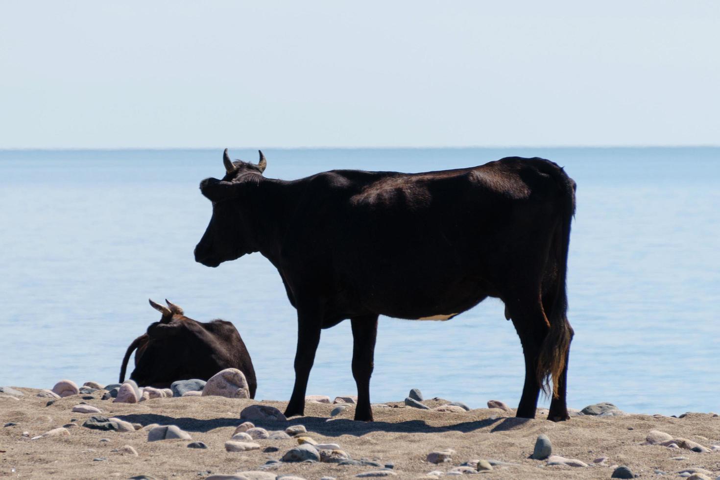 Natural background with cows on the beach photo