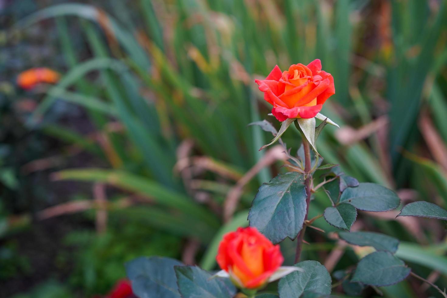 Natural background with orange roses on the background of leaves photo