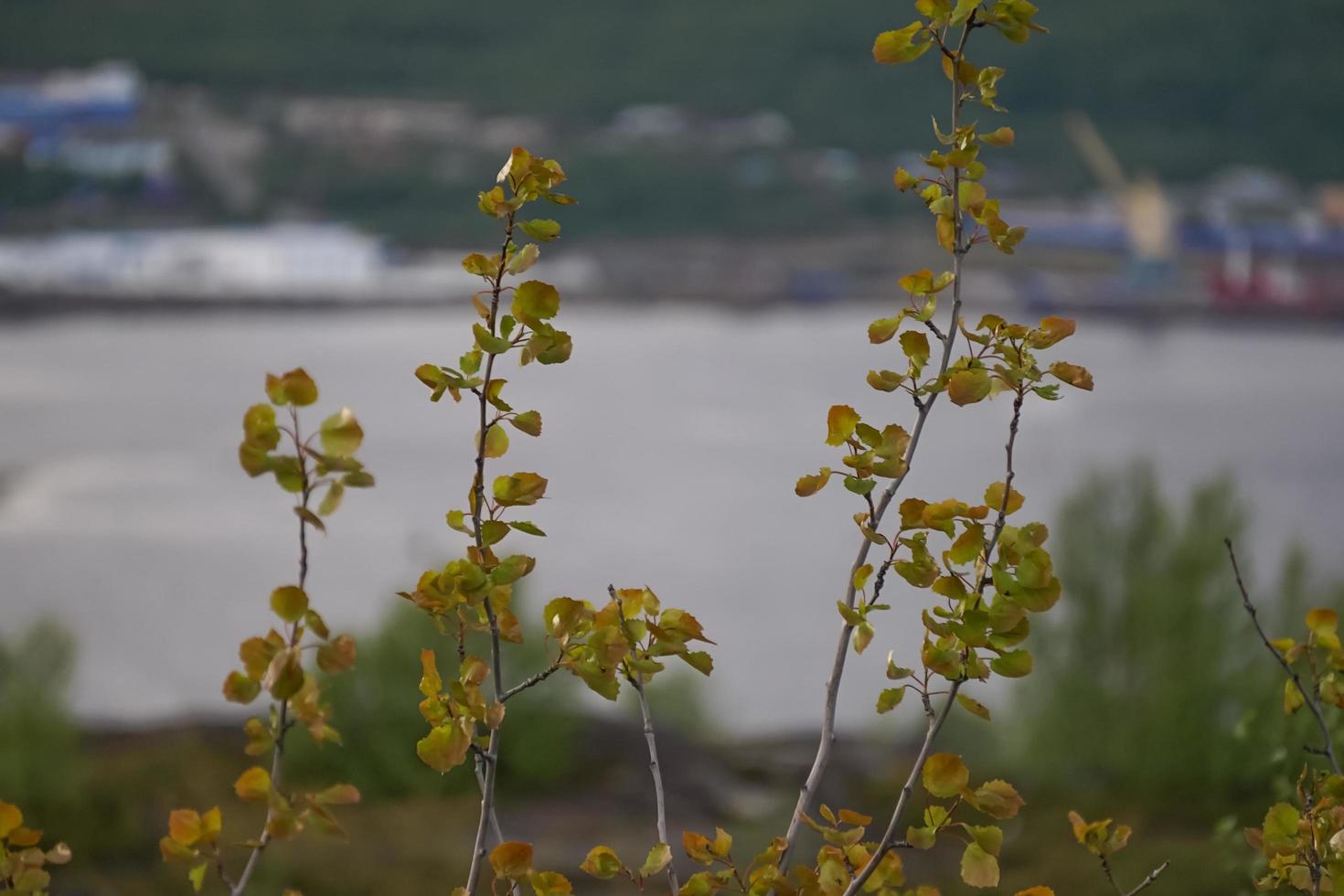 Arctic birch trees on the background of the Barents sea photo