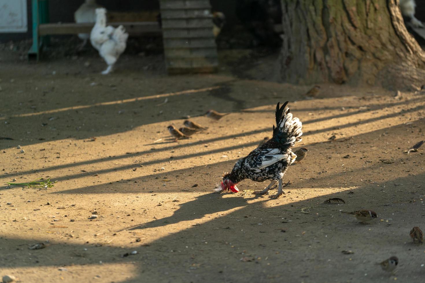 Retrato de un pollo de raza pura en el fondo de un gallinero foto