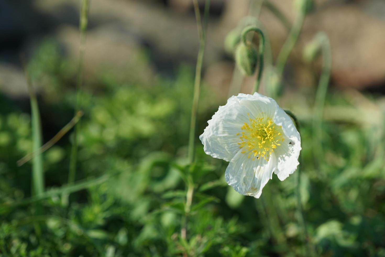 amapolas blancas florecen foto