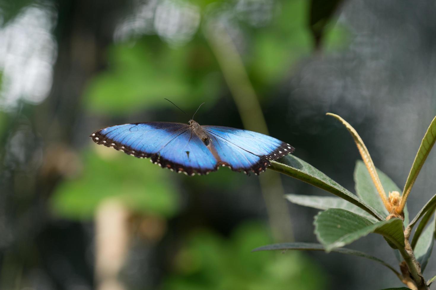 butterfly sitting on green branches in the greenhouse photo