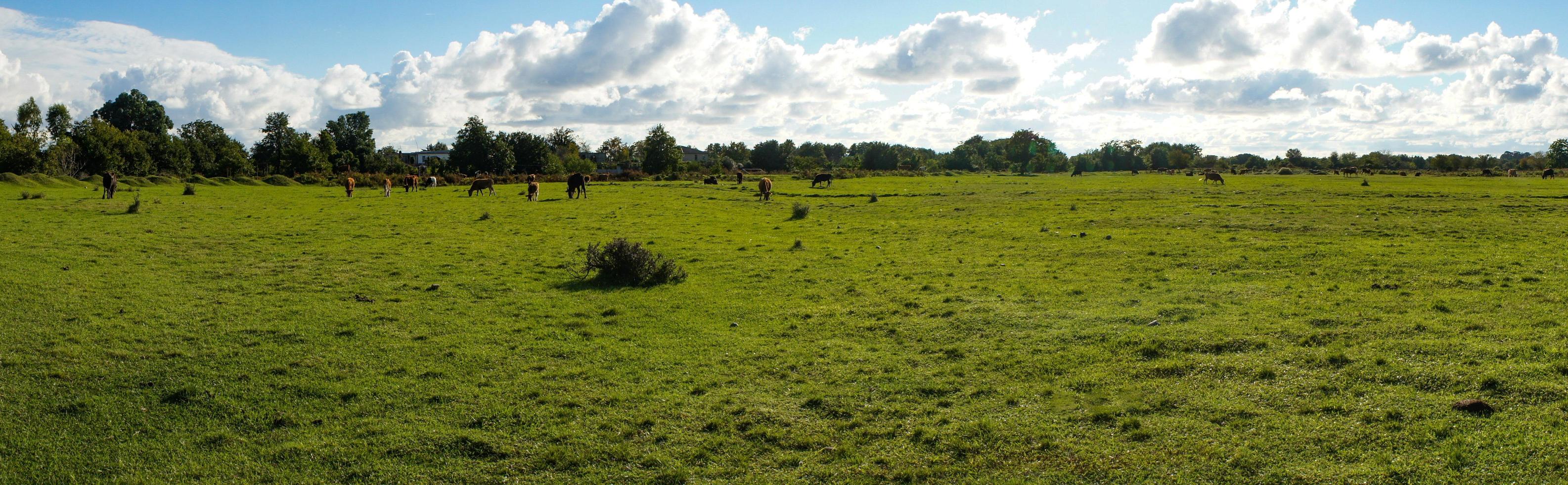 Natural panorama with green grass photo