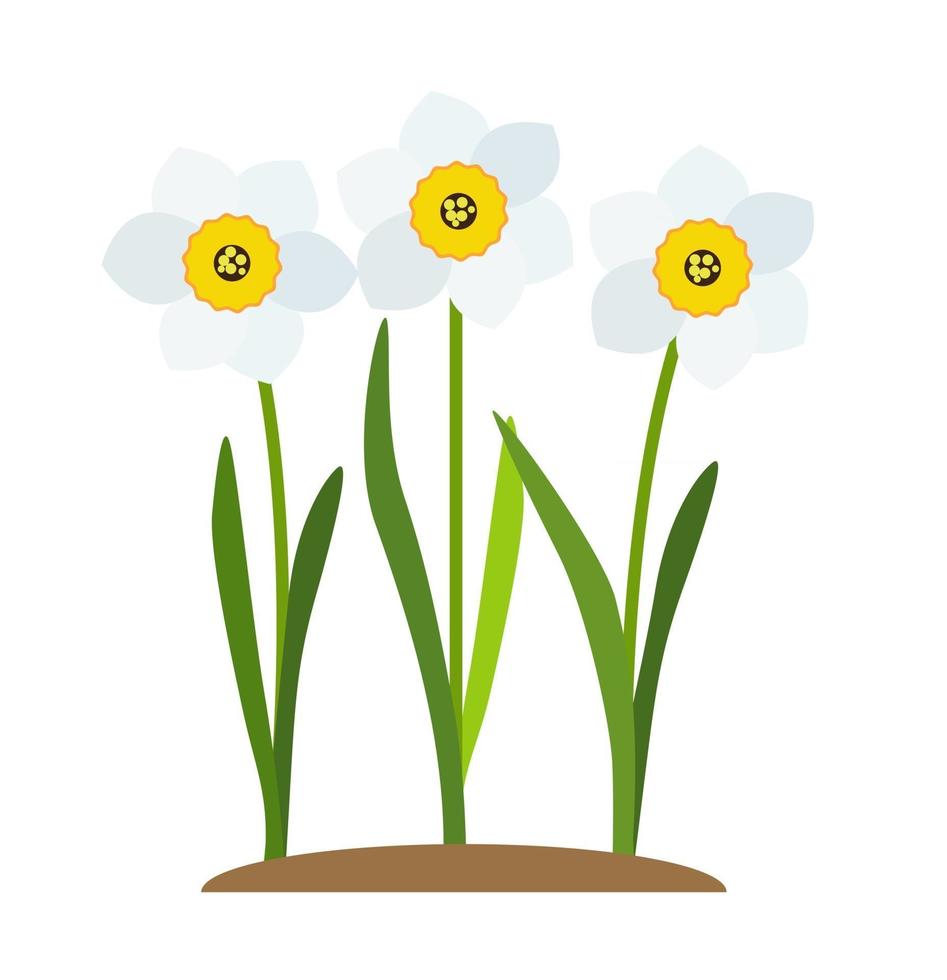 Spring Narcissus Flowers Background Vector Illustration