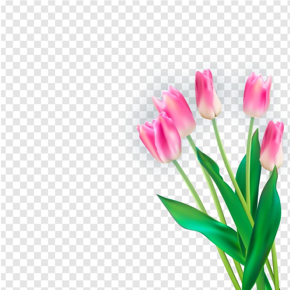 Realistic Vector Illustration Colorful Tulips