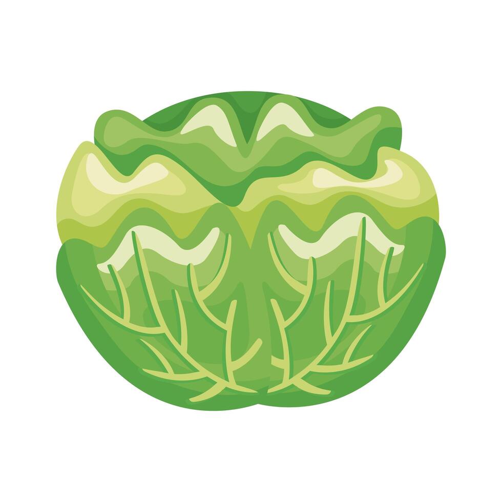 cabbage healthy vegetable detailed style icon vector