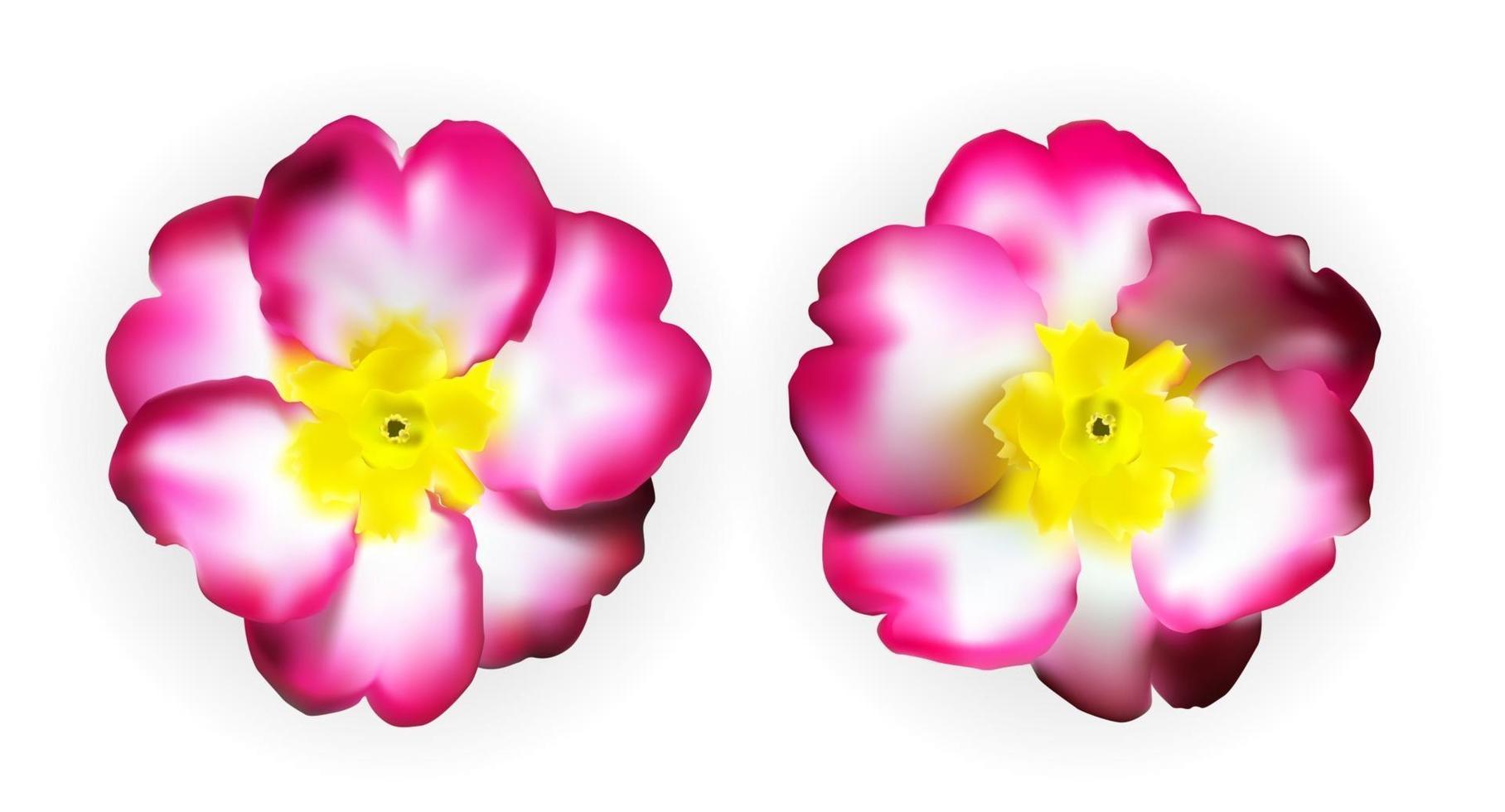 Colorful naturalistic pink, white and yellow primula isolated vector