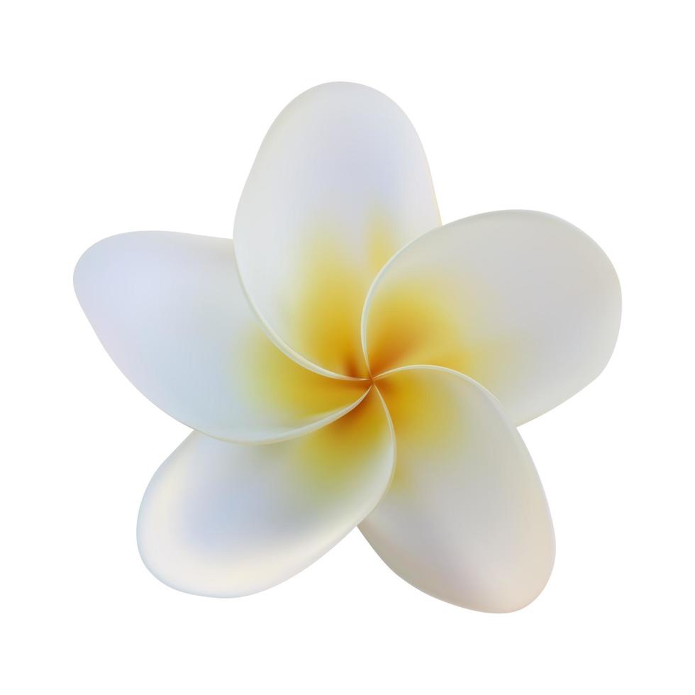 Flor de plumeria realista aislado sobre fondo blanco. vector