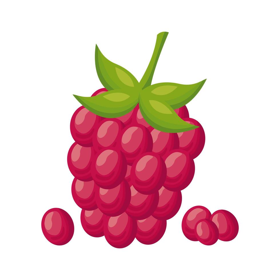 blackberry fresh delicious fruit detailed style icon vector