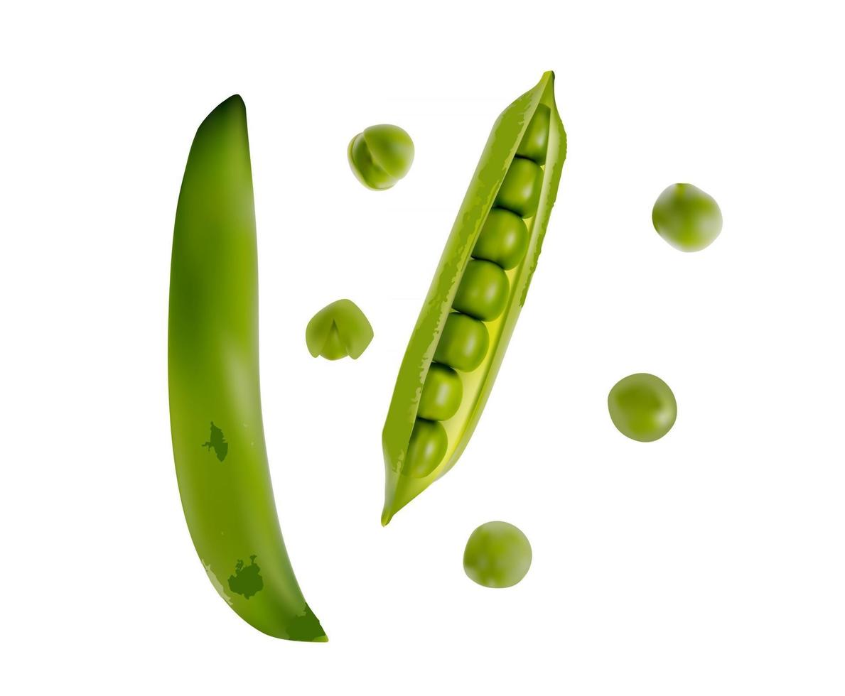 Colorful realistic 3D pod of ripe green peas isolated on white background vector