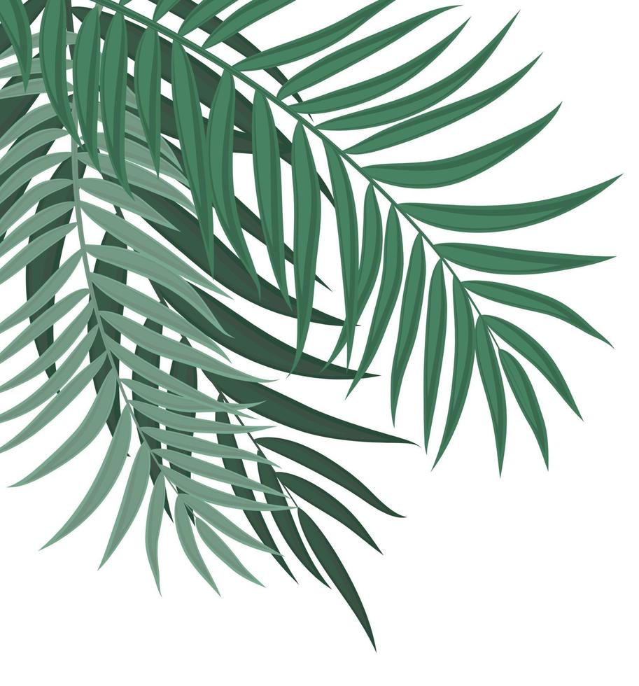 Abstract Background with Palm Leaves vector