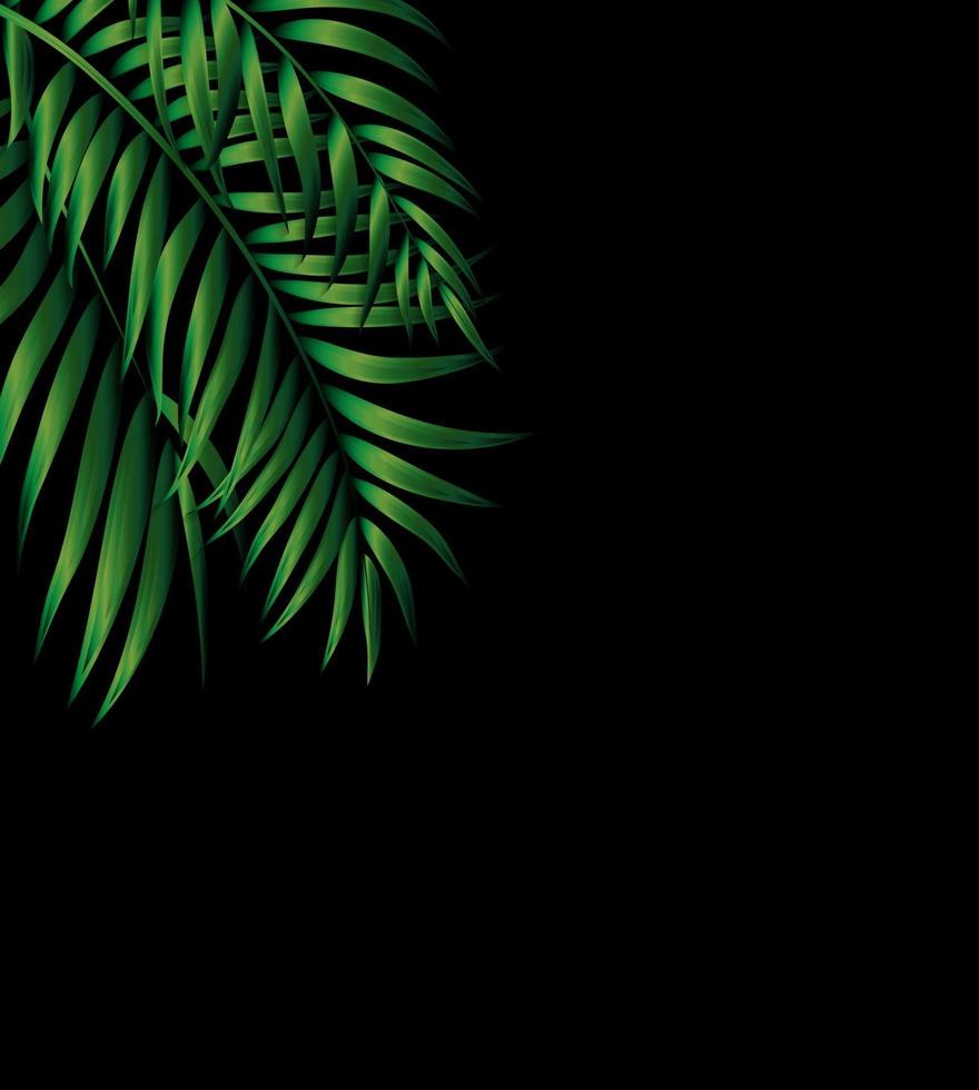 Tropical Natural Palm Background vector