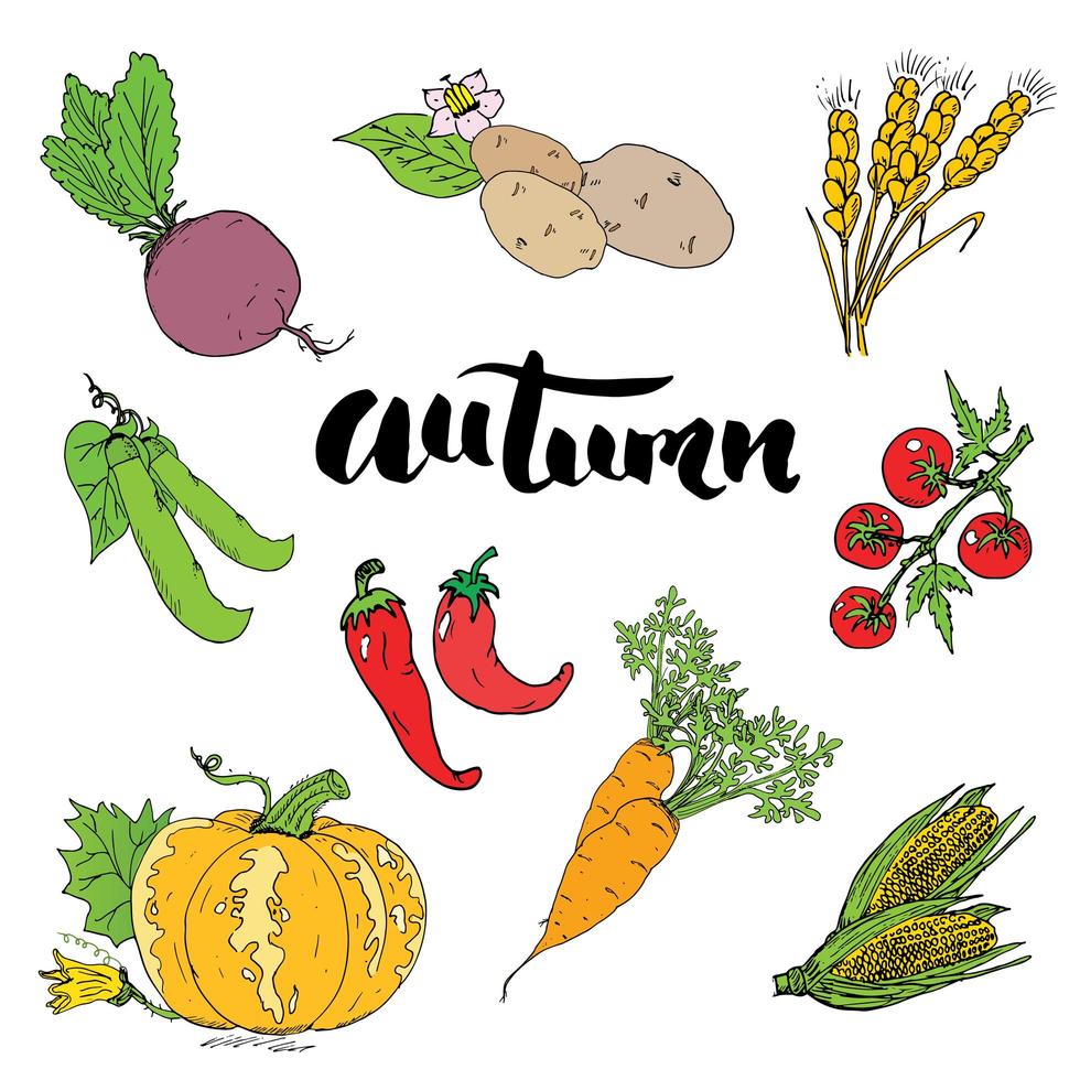 temporada de otoño. garabatos dibujados a mano y letras ilustración vectorial. vector